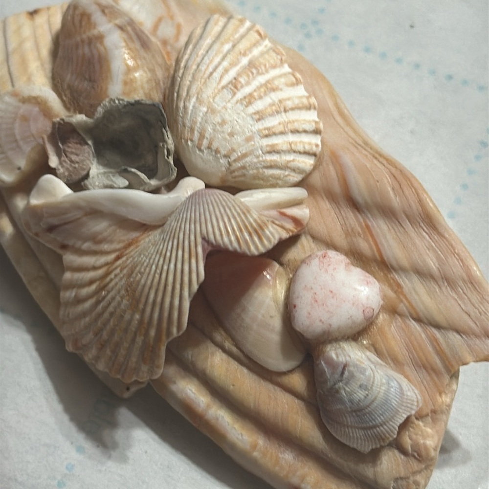 Sea Shell Brooch - Picture 5 of 5